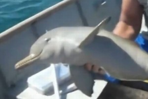 人に助けられた子供のイルカがとった驚きの行動とは！？