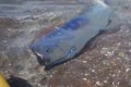 【衝撃映像】うぉっ!伝説の深海魚「リュウグウノツカイ」が浅瀬に出現!