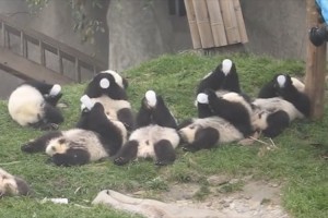 【希少映像】赤ちゃんパンダが、そろってミルクを飲む姿がカワイイ♪