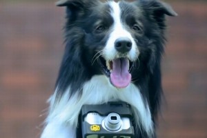 愛犬がカメラマンに！？心拍数が上がると撮影されるカメラが話題！
