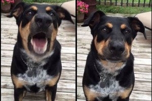 世界初!?囁くような小声で吠える事が出る犬