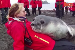 アザラシも美人がお好き？？90キロ以上のゾウアザラシの赤ちゃんが甘えてきたらこうなった