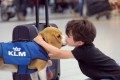 【トリビア？】オランダの空港には乗客の忘れ物を届けてくれる犬がいる!?