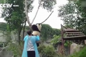 甘えん坊の子パンダ。木から降りるのは「抱っこして～」