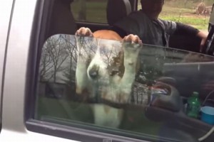 「窓を閉めないで！」必死に車の窓を閉まらないように抑えるビーグルの仔犬