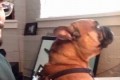 6秒動画Vineこの犬が真剣に見入っているものとは？
