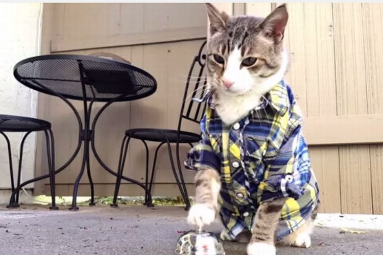 「チーン!」とすると餌を貰えることを完全に覚えてしまった猫