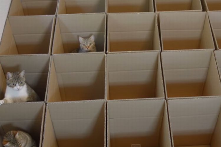 お願い戻って来て!と懇願するようにおいでおいでする猫がかわいい!