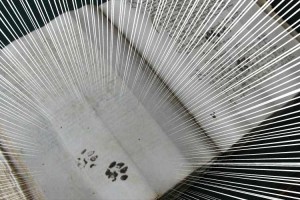 500年前の書物にも猫の足あとが発見！飼い主さんにはお馴染みの習性は昔も同じだった