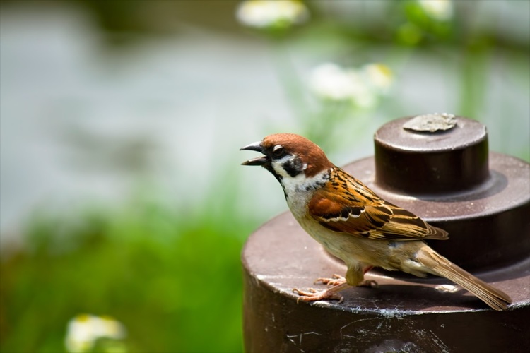 ppp_ikirtatusuzume-thumb-1000xauto-12905_R