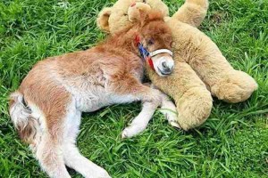 ペットとしても人気！?ミニ馬がかわいい！！