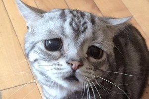 "困り顔"が魅力的な猫ちゃんが、カワイイと話題！