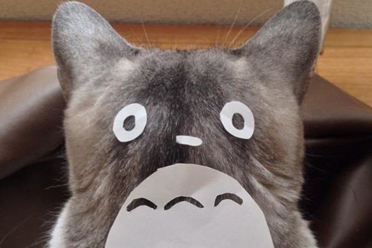 この発想はなかった…猫を一瞬にしてトロロにする方法とは!?