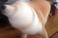 柴犬の必殺技「柴ドリル」がかわいいと話題!