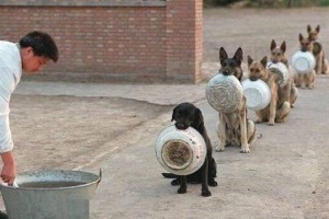 "お皿をもってご飯に並ぶ警察犬"の姿がかわいいと話題♪