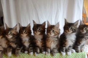 “まるでシンクロ”のよう…息がぴったり過ぎる7匹の猫に胸キュン♪