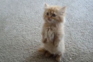 【胸キュン】2本足で立つ猫ちゃんのおねだりポーズがかわいい♪
