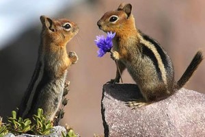 【アニマル・ラブ】愛が感じられる動物たちの写真25選