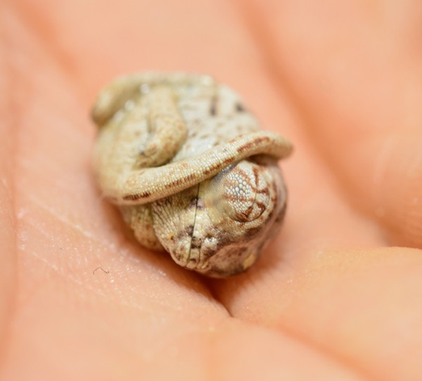 baby-panther-chameleon-seconds-after-hatched-egg-position-1r