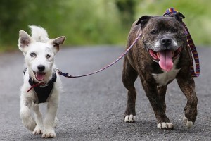 【僕が君の目になる】盲目の友達のそばを離れない、2匹の捨て犬の絆