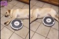 ルンバ「掃除の邪魔なんですけど...」昼寝を続けるワンコとの戦いが面白い