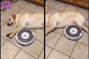 ルンバ「掃除の邪魔なんですけど...」昼寝を続けるワンコとの戦いが面白い