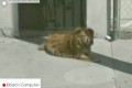 【感動】Googleストリートビューで見つけた1匹の犬。実は10年もその場所で飼い主を待ち続けていた