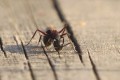 アリさんがウォッカをグビグビ飲んだ結果...