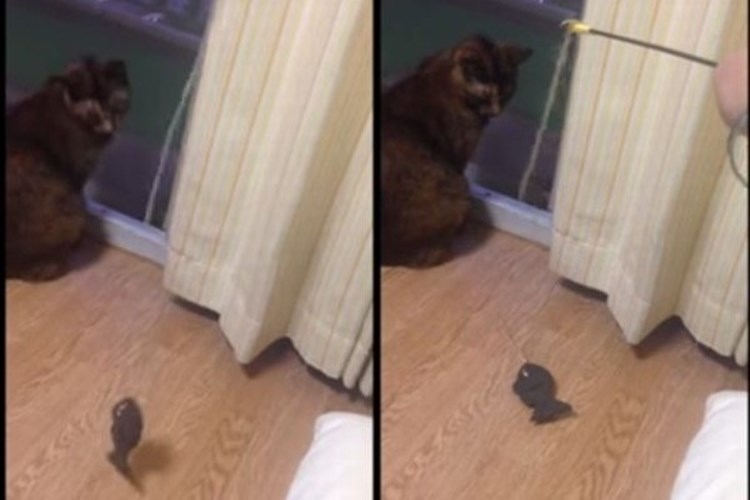 「そっちかよ!」おもちゃに飛びつく猫に思わずつっこんだ