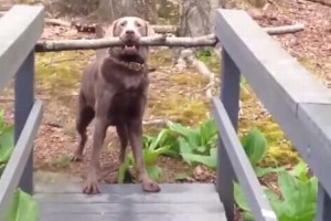 ワンコの閃き！棒を咥えたまま橋を渡りたいのに・・・