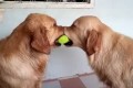 ボールを取り合う2匹の犬!真ん中に1匹乱入したら組体操みたいになった。