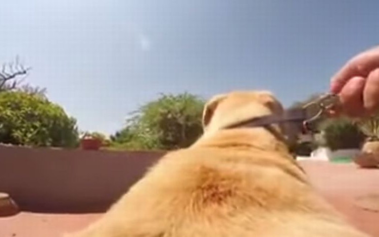 カメラを取り付けた犬が全力ダッシュで向かった先とは?