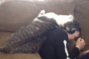 必要以上にスリスリしてくる猫。だけどそれがいい。