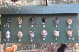 猫たちがケンカしないで仲良く食べられるアイディアが秀逸。