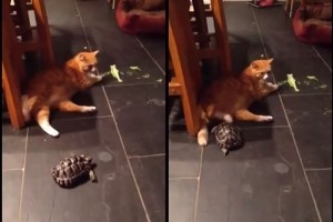 【しつこい亀】なぜか猫に攻撃し続ける亀、相当な恨み？？