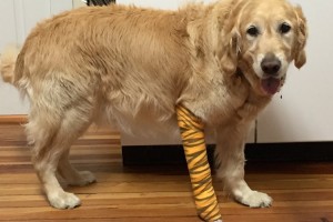 飼い主を守るため、”バスに身を投げ出した盲導犬”に心を打たれる