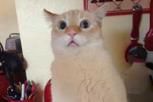 人間が猫に「ニャ～！」と鳴き返したらこんな顔をされた