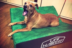 楽チンだワン♪"飼い主の太もも"のような寝心地を再現したベッドが話題！