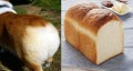 食パン??いいえ、コーギーのお尻です!