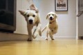 最初は滑って転んでたけど…走って角を曲がる犬のスキルがどんどん上達!