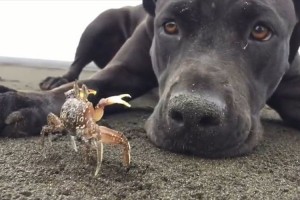 カニと一緒に遊ぶのが好きなワンちゃんが、微笑ましいと話題に！