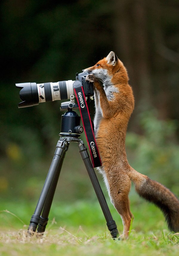 animals-with-camera-helping-photographers-13__880r