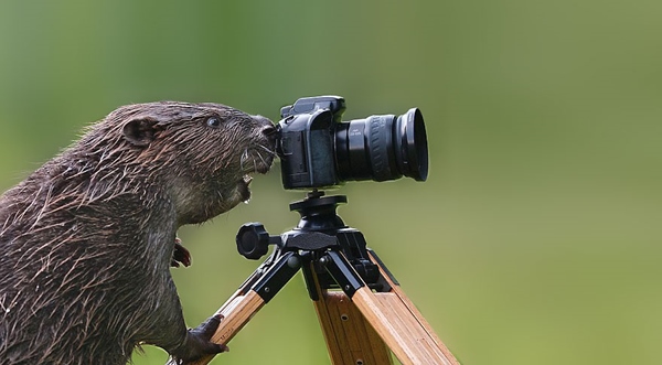 animals-with-camera-helping-photographers-17__880r