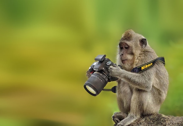 animals-with-camera-helping-photographers-18__880r