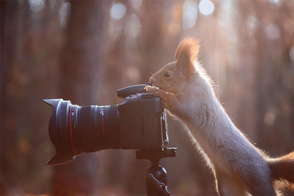 animals-with-camera-helping-photographers-27__880r