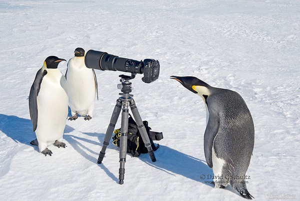 animals-with-camera-helping-photographers-5__880r
