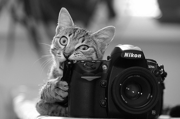 animals-with-camera-helping-photographers-8__880r