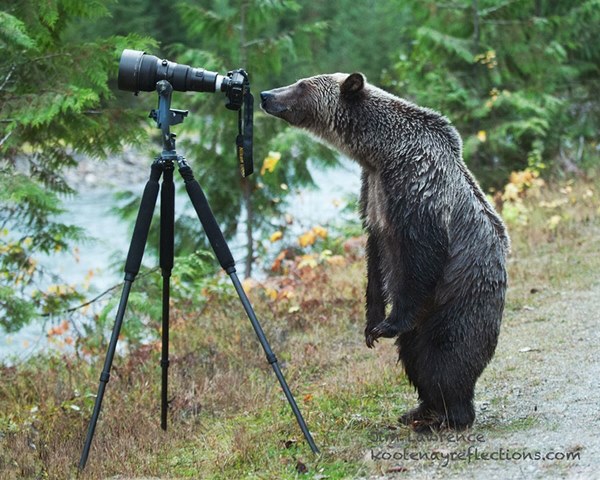animals-with-camera-helping-photographers-9__880r