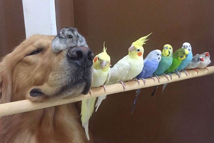ゴールデンレトリーバーと8羽の小鳥、時々ハムスター。仲良し家族写真!