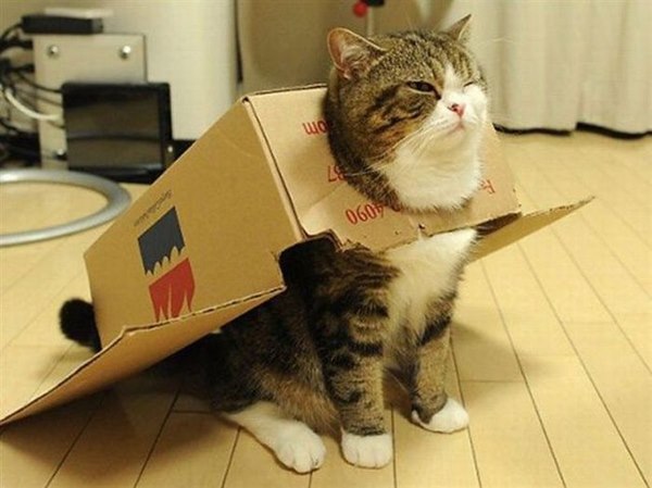 cat-boxr